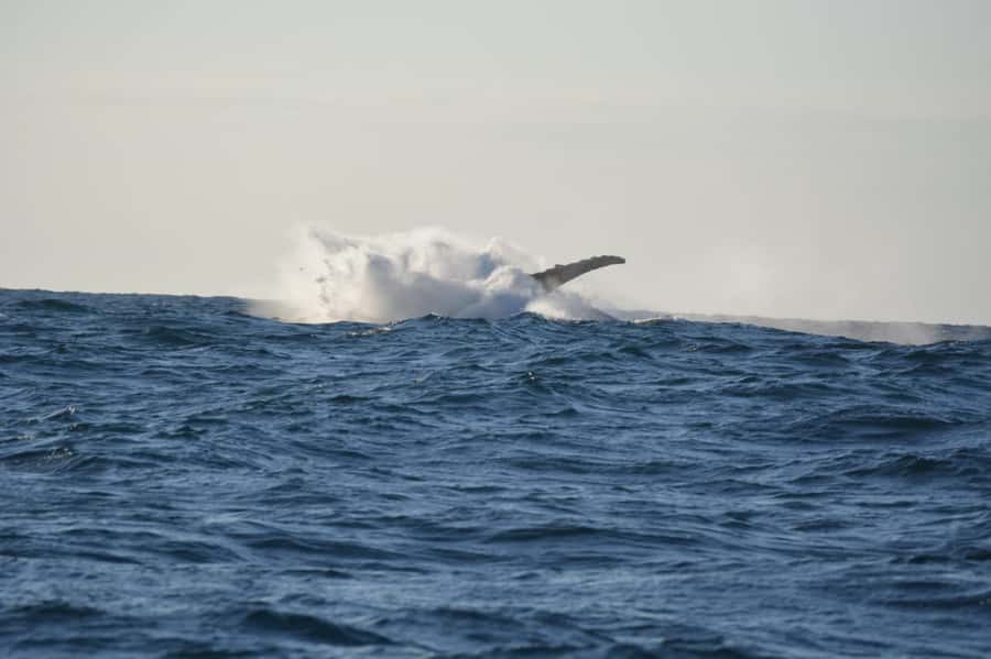 Durban: Durban: Whale and Dolphin Watching Boat Tour - The first stretch toward open water