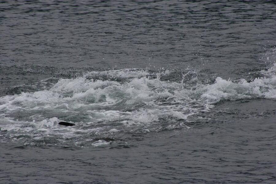 Ear Mountain Charters tours: whale watching or fishing - Boarding the 32-foot North River boat