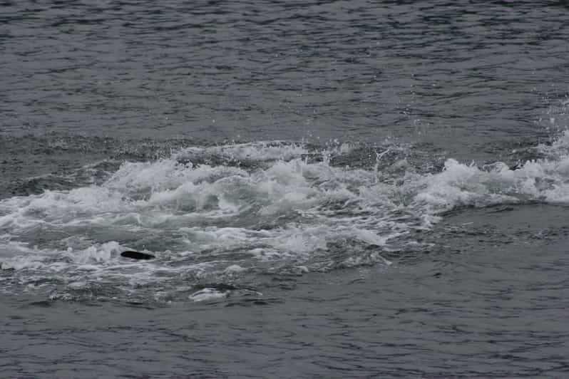 Ear Mountain Charters tours: whale watching or fishing - What fishing adds to the day