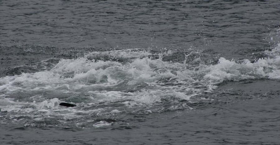 Ear Mountain Charters tours: whale watching or fishing - Packing for wet Alaska weather