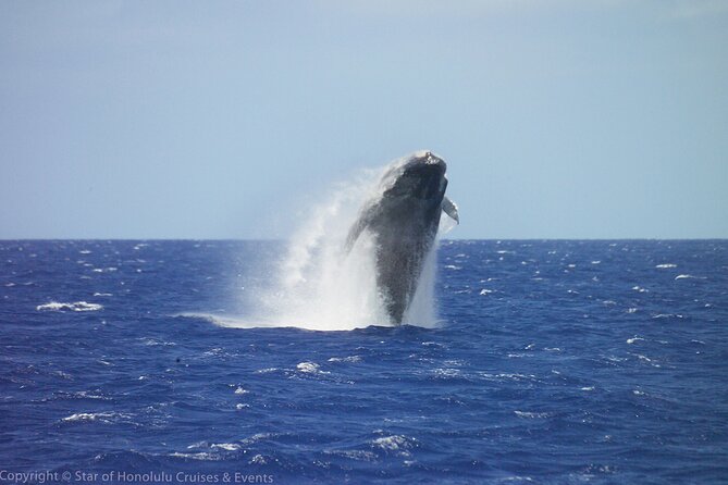 Early Bird Whale Watching Cruise from Waikiki - Starting at Aloha Tower at 9:15 a.m.
