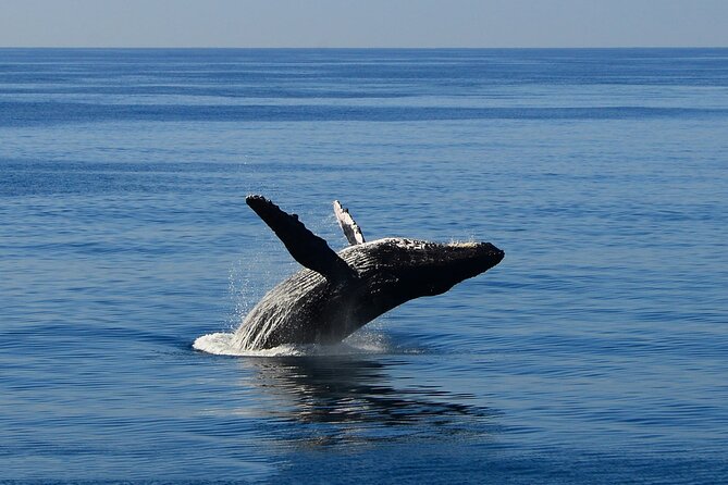 Early Bird Whale Watching Cruise from Waikiki - Following the whales with the naturalist