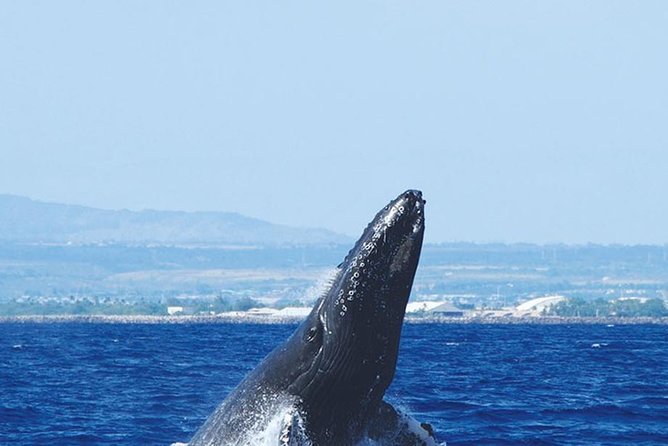 Early Bird Whale Watching Cruise from Waikiki - Picking the best viewing spot