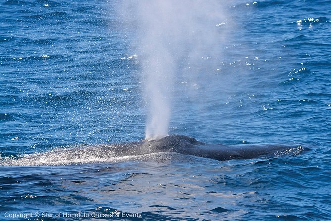Early Bird Whale Watching Cruise from Waikiki - What $68 gets you
