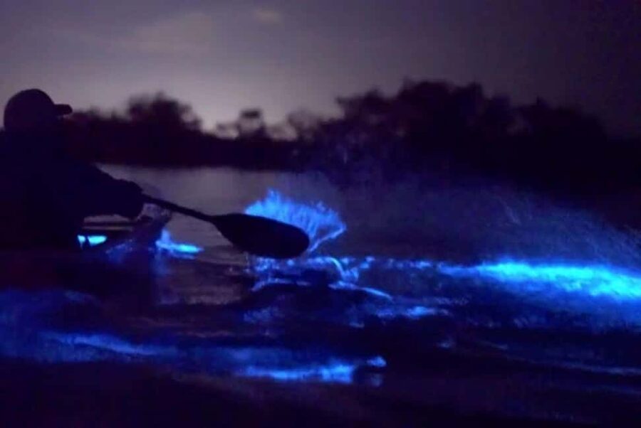 Eastsound: Orcas Island Bioluminescent Kayak Tour - Key points to know before booking