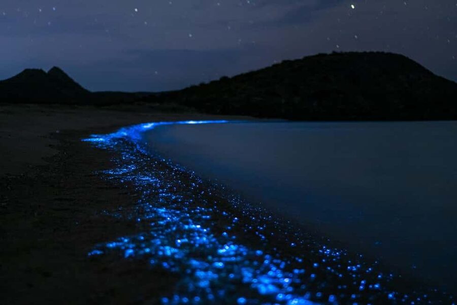 Eastsound: Orcas Island Bioluminescent Kayak Tour - Meeting at Rosario Marina Dock