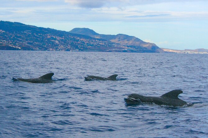 Eco-Friendly Catamaran Dolphin and Whale Watching - The optional swim stop
