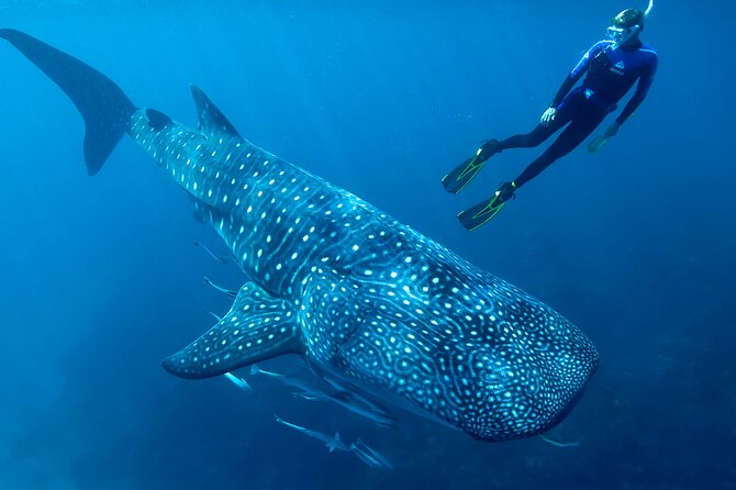 Eco Whale Shark Encounter - Key points to know before booking
