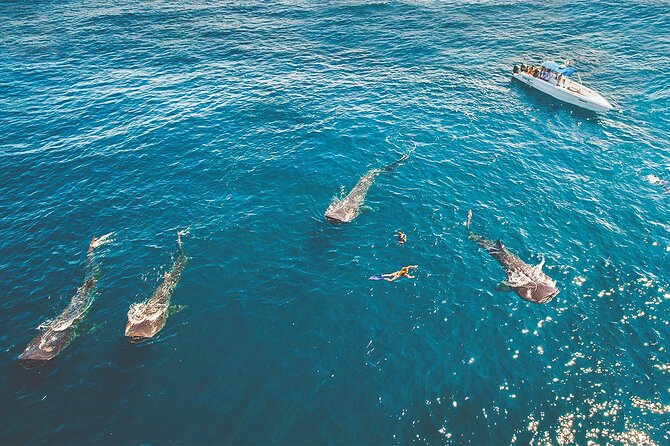 Eco Whale Shark Encounter - What two or three swims mean for your day