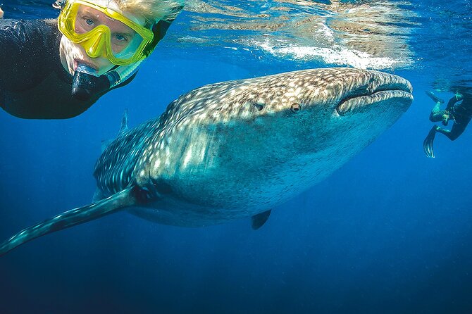 Eco Whale Shark Encounter - Isla Mujeres and the stop at Playa Norte