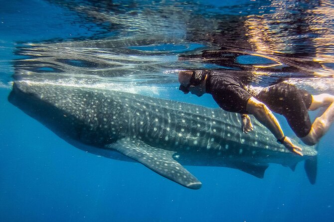 Eco Whale Shark Encounter - Safety, animal rules, and group size