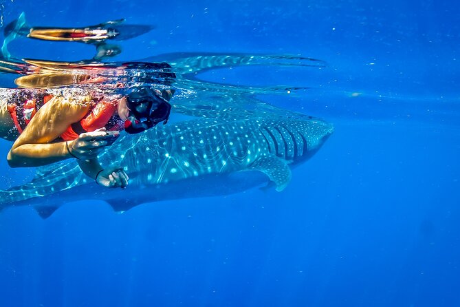 Eco Whale Shark Encounter - Who will enjoy this outing most
