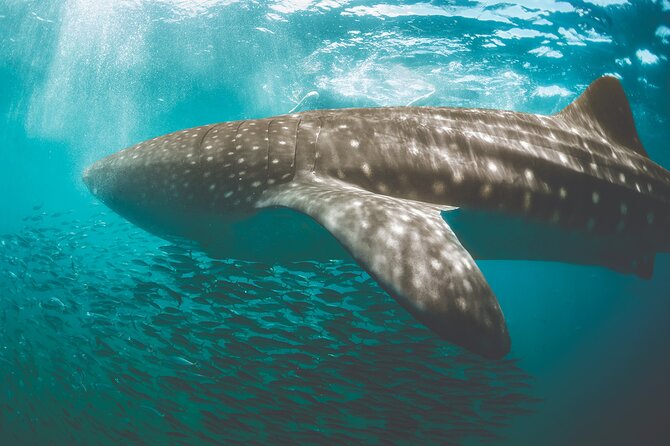 Eco Whale Shark Encounter - The early morning pickup from Cancun