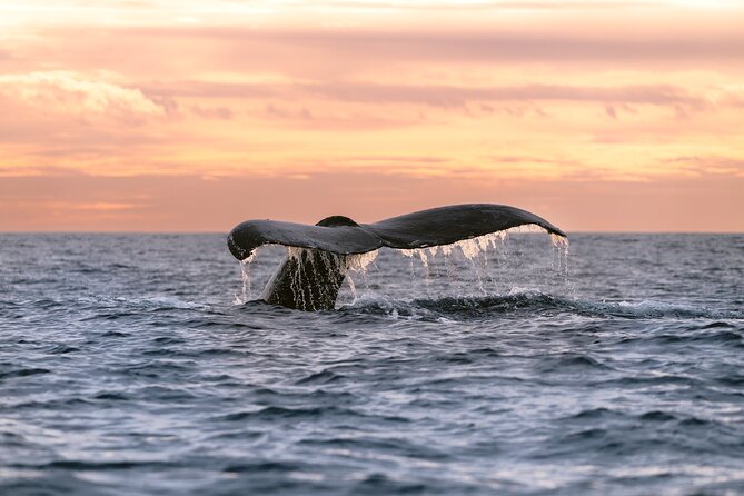 Educational Sunrise Whale Watching with Photos Included - Key points at a glance