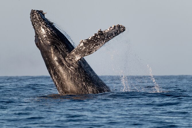Educational Sunrise Whale Watching with Photos Included - Sunrise from the Cabo San Lucas marina