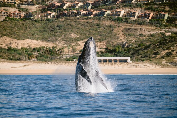Educational Sunrise Whale Watching with Photos Included - How the small group affects value