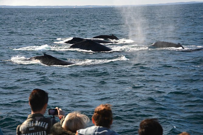 Educational Whale Watching Tour from Perth - The search for humpback and southern right whales