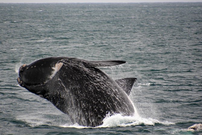 Educational Whale Watching Tour from Perth - What you might see beyond the whales