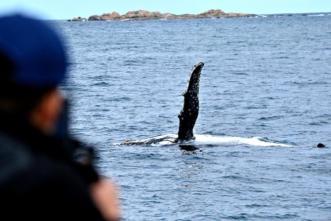 Educational Whale Watching Tour from Perth - Is the $68.14 price good value?