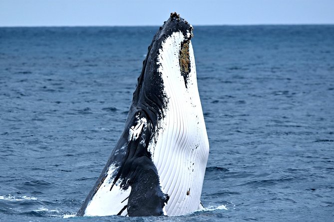 Educational Whale Watching Tour from Perth - Commentary that adds meaning to each sighting