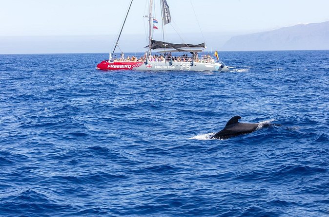 Exclusive Freebird Catamaran Whale and Dolphin Cruise to Caleta - How rough water could affect your morning