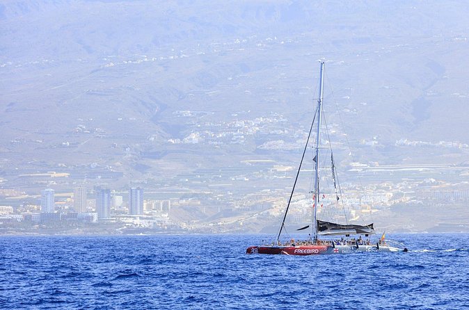 Exclusive Freebird Catamaran Whale and Dolphin Cruise to Caleta - Who will enjoy this catamaran cruise most