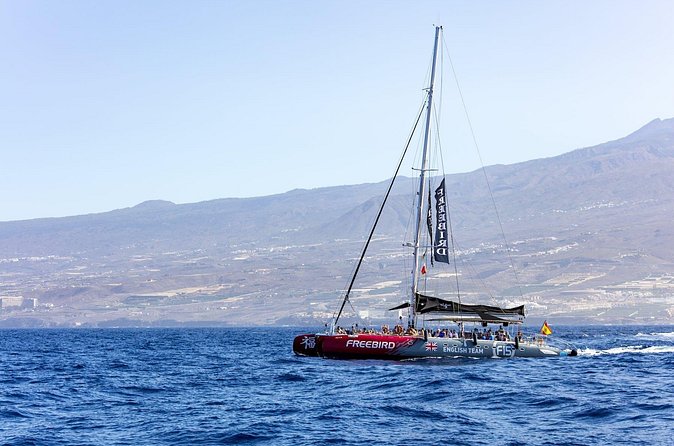 Exclusive Freebird Catamaran Whale and Dolphin Cruise to Caleta - Is the wildlife experience guaranteed?