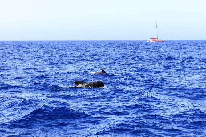 Exclusive Freebird Catamaran Whale and Dolphin Cruise to Caleta - What makes La Caleta a useful stop