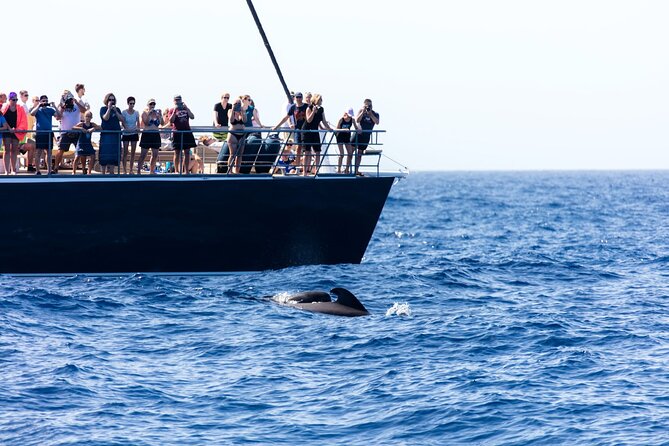 Exclusive Freebird Catamaran Whale & Dolphin to Masca From South - Lunch and the included drinks
