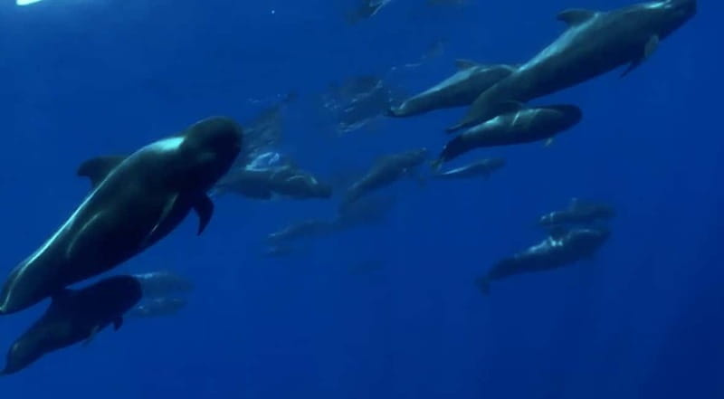 Excursion to see the whales - 3 Hours - Looking below the surface through underwater vision