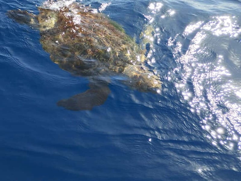 Excursion to see the whales - 3 Hours - Who will enjoy this boat trip most