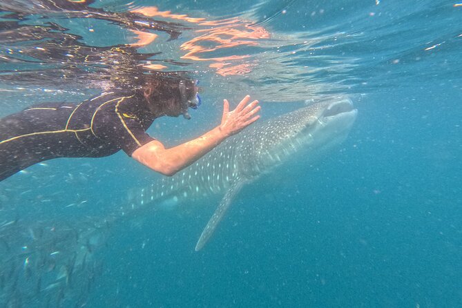 Experiences with whale sharks in La Paz - Meeting the whale sharks in La Paz Bay