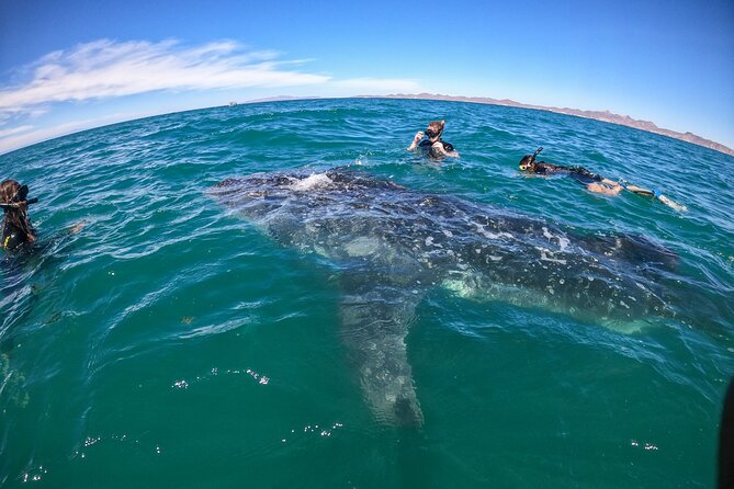 Experiences with whale sharks in La Paz - What the roughly three-hour outing feels like