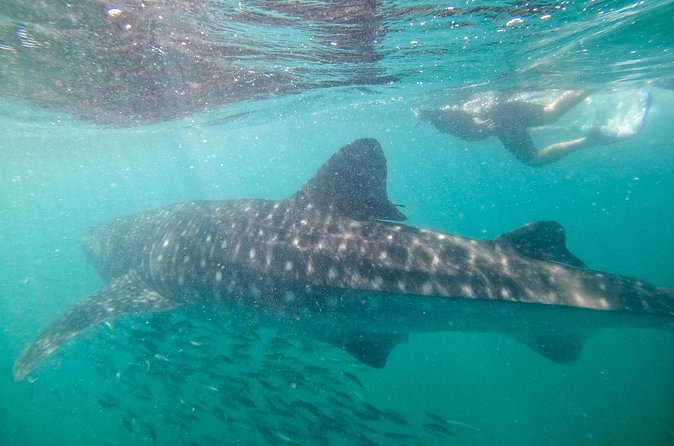 Experiences with whale sharks in La Paz - How demanding is the swimming?