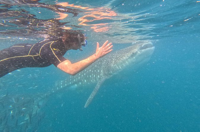 Experiences with whale sharks in La Paz - Wildlife is the star, not a guarantee