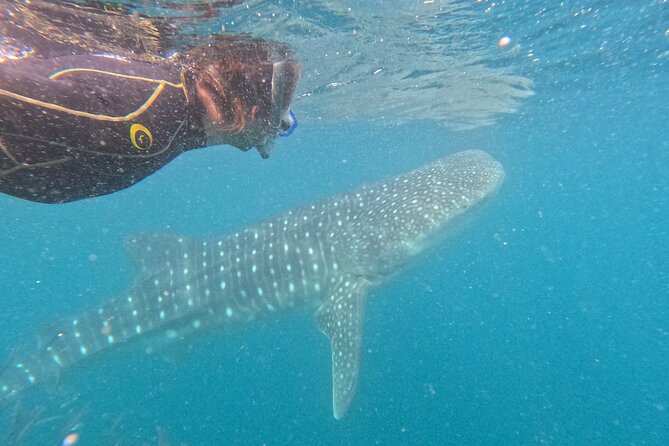 Experiences with whale sharks in La Paz - The real value of the $149.34 price