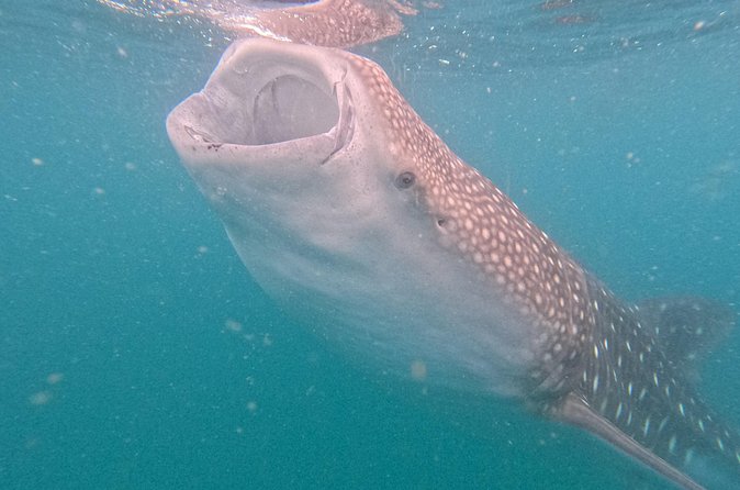 Experiences with whale sharks in La Paz - Weather, cancellation, and booking timing