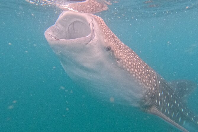 Experiences with whale sharks in La Paz - Equipment, guides, and what you need to bring