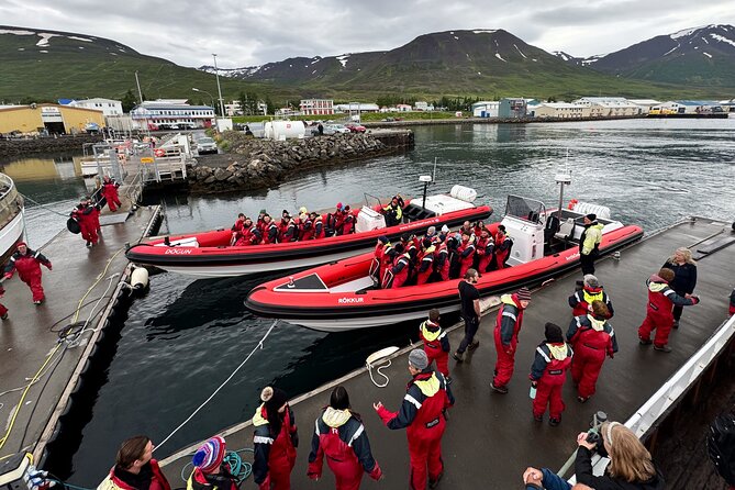 Express Whale Watching in Dalvik - Key points to know before you book