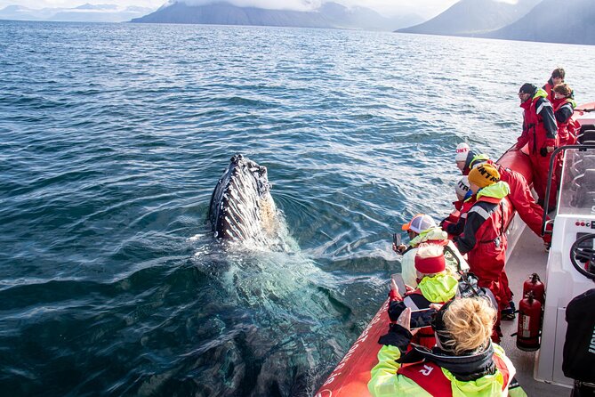 Express Whale Watching in Dalvik - Why the Dalvik RIB makes sense for whale watching