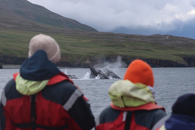 Express Whale Watching in Dalvik - Weather, cancellations, and planning around Akureyri