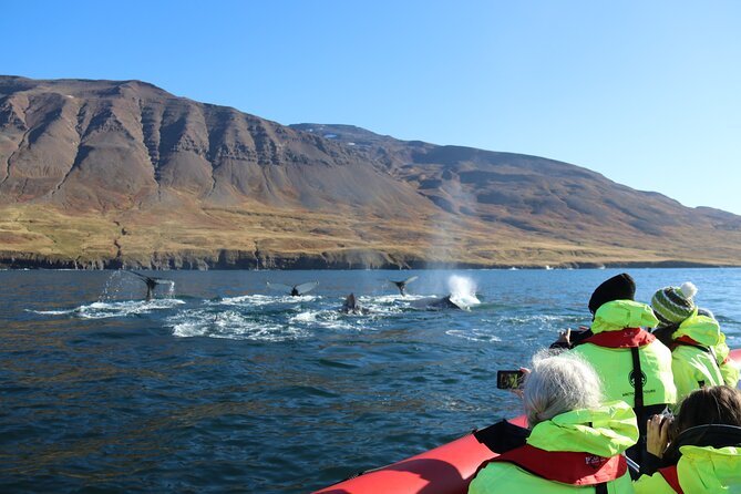 Express Whale Watching in Dalvik - What the tour does especially well