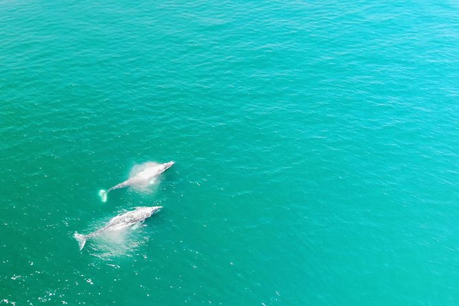 Family and Private Group Whale and Dolphin Watching - Key points at a glance