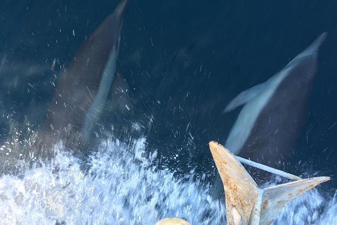 Family and Private Group Whale and Dolphin Watching - Morning or afternoon: choosing the better departure