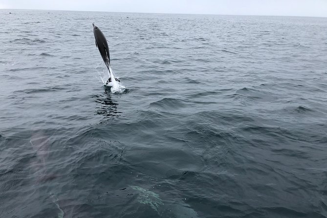 Family and Private Group Whale and Dolphin Watching - Is $150 per person a fair price?