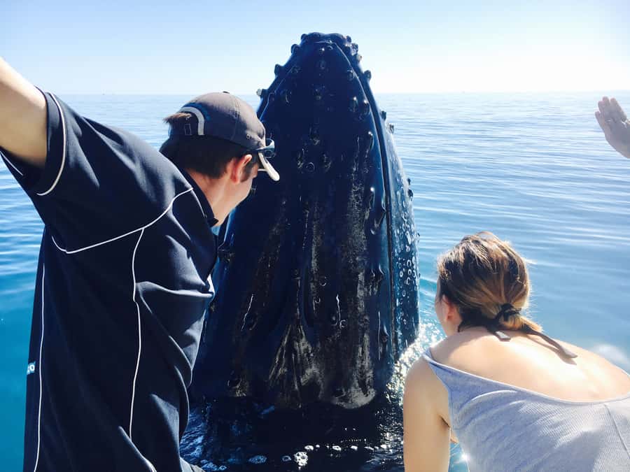 Fraser Island (K'gari): Remote Island and Whale Experience - Key points to know before booking