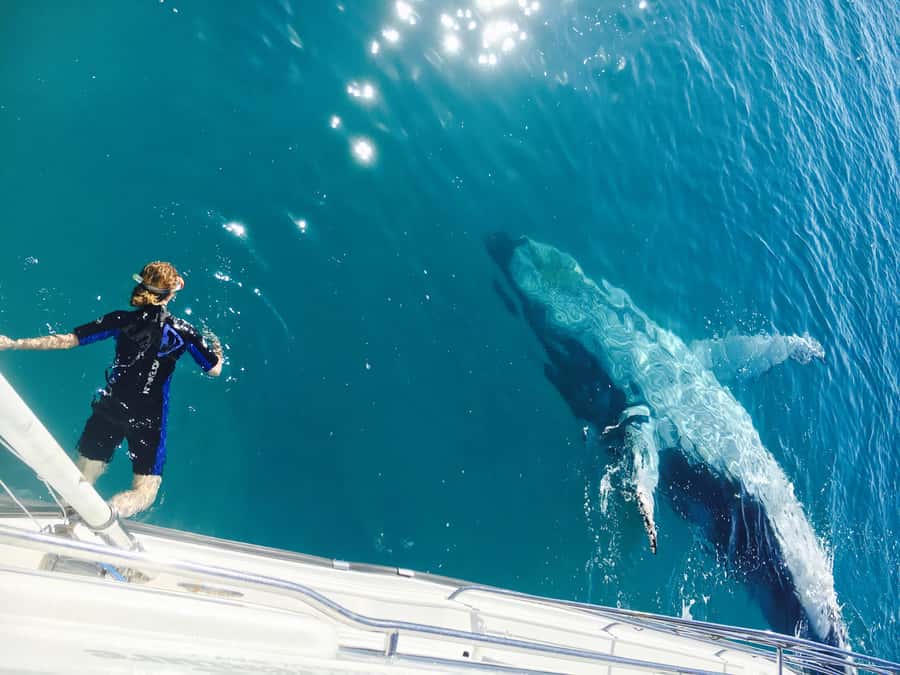 Fraser Island (K'gari): Remote Island and Whale Experience - Why this K’gari day trip feels different
