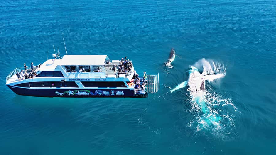 Fraser Island (K'gari): Remote Island and Whale Experience - Landing dry with the amphibious vessel