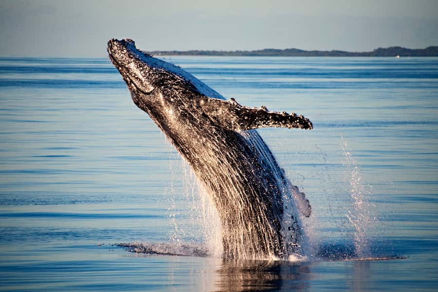 Fraser Island (K'gari): Remote Island and Whale Experience - Food, equipment, and comfort during nine hours