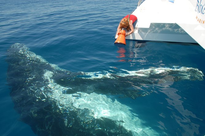 Fraser Island Whale Watch Encounter - What a full day on Blue Dolphin feels like
